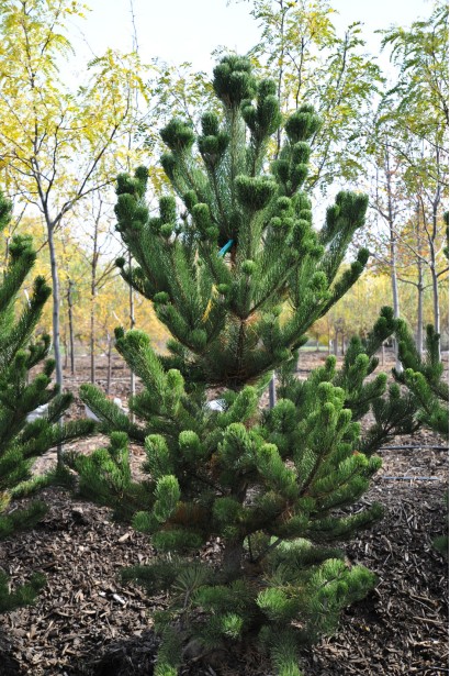 Сосна чорна / австрійська Орегон Грін посадка